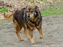 ARLO, Hund, Deutscher Schäferhund-Mix in Egelsbach - Bild 1