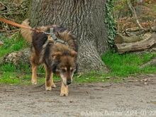 ARLO, Hund, Deutscher Schäferhund-Mix in Egelsbach - Bild 3