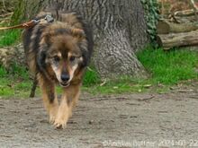 ARLO, Hund, Deutscher Schäferhund-Mix in Egelsbach - Bild 4