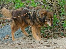 ARLO, Hund, Deutscher Schäferhund-Mix in Egelsbach - Bild 5