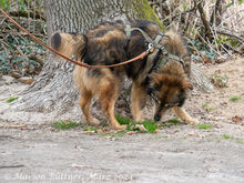 ARLO, Hund, Deutscher Schäferhund-Mix in Egelsbach - Bild 6