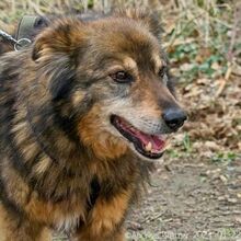 ARLO, Hund, Deutscher Schäferhund-Mix in Egelsbach - Bild 8