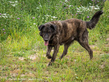 BARRI, Hund, Sarplaninac-Mix in Egelsbach - Bild 1