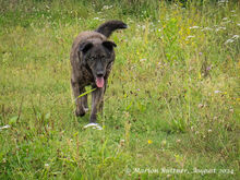 BARRI, Hund, Sarplaninac-Mix in Egelsbach - Bild 2