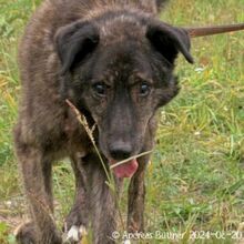 BARRI, Hund, Sarplaninac-Mix in Egelsbach - Bild 3