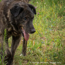 BARRI, Hund, Sarplaninac-Mix in Egelsbach - Bild 4