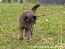 BARRI, Hund, Sarplaninac-Mix in Egelsbach - Bild 5