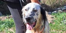 ANGELO, Hund, Irish Setter-Mix in Italien