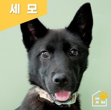 SEMO, Hund, Mischlingshund in Korea (Südkorea) - Bild 1