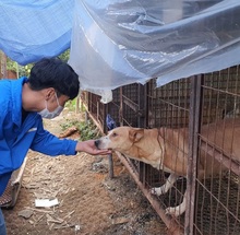 ARYEON, Hund, Mischlingshund in Ebstorf - Bild 3