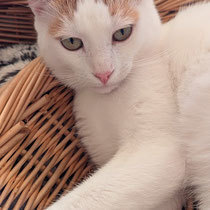CASPER, Katze, Europäisch Kurzhaar in Bulgarien - Bild 10