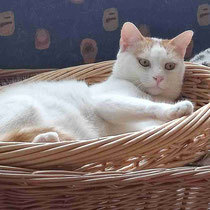 CASPER, Katze, Europäisch Kurzhaar in Bulgarien - Bild 11