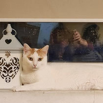 CASPER, Katze, Europäisch Kurzhaar in Bulgarien - Bild 12