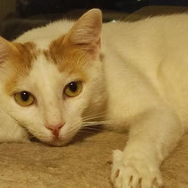 CASPER, Katze, Europäisch Kurzhaar in Bulgarien - Bild 13