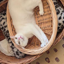 CASPER, Katze, Europäisch Kurzhaar in Bulgarien - Bild 14