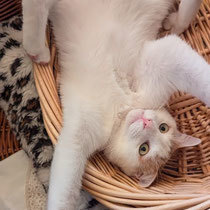CASPER, Katze, Europäisch Kurzhaar in Bulgarien - Bild 15