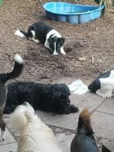 FEIVEL, Hund, Mischlingshund in Bad Homburg - Bild 4