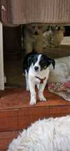 FEIVEL, Hund, Mischlingshund in Bad Homburg - Bild 5