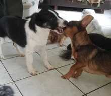 FEIVEL, Hund, Mischlingshund in Bad Homburg - Bild 6