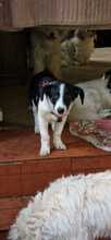 FEIVEL, Hund, Mischlingshund in Bad Homburg - Bild 7
