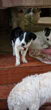 FEIVEL, Hund, Mischlingshund in Bad Homburg - Bild 8