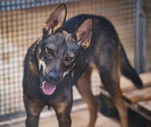 THEO, Hund, Deutscher Schäferhund-Mix in Italien - Bild 1