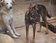 THEO, Hund, Deutscher Schäferhund-Mix in Italien - Bild 10