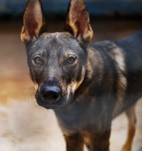 THEO, Hund, Deutscher Schäferhund-Mix in Italien - Bild 11