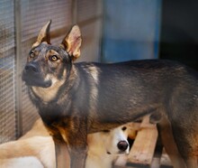 THEO, Hund, Deutscher Schäferhund-Mix in Italien - Bild 12