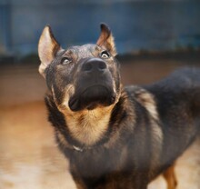 THEO, Hund, Deutscher Schäferhund-Mix in Italien - Bild 13