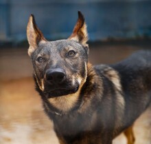 THEO, Hund, Deutscher Schäferhund-Mix in Italien - Bild 14