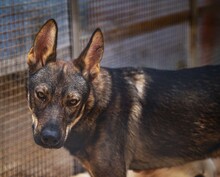 THEO, Hund, Deutscher Schäferhund-Mix in Italien - Bild 15