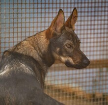 THEO, Hund, Deutscher Schäferhund-Mix in Italien - Bild 16