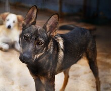 THEO, Hund, Deutscher Schäferhund-Mix in Italien - Bild 2