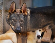 THEO, Hund, Deutscher Schäferhund-Mix in Italien - Bild 3