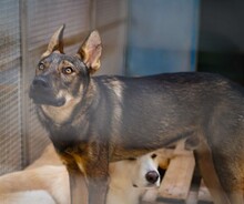 THEO, Hund, Deutscher Schäferhund-Mix in Italien - Bild 4