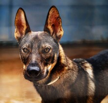 THEO, Hund, Deutscher Schäferhund-Mix in Italien - Bild 6