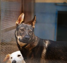 THEO, Hund, Deutscher Schäferhund-Mix in Italien - Bild 7