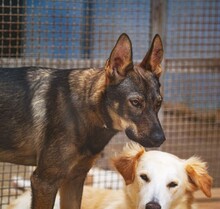 THEO, Hund, Deutscher Schäferhund-Mix in Italien - Bild 8