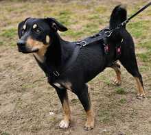 BENCE, Hund, Mischlingshund in Ungarn - Bild 21