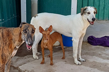 NICOL, Hund, Podenco-Mix in Spanien - Bild 1