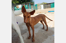 NICOL, Hund, Podenco-Mix in Spanien - Bild 2