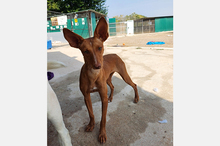 NICOL, Hund, Podenco-Mix in Spanien - Bild 3