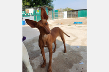 NICOL, Hund, Podenco-Mix in Spanien - Bild 4