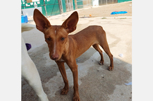 NICOL, Hund, Podenco-Mix in Spanien - Bild 5