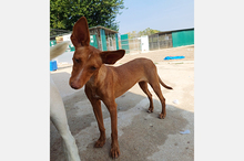 NICOL, Hund, Podenco-Mix in Spanien - Bild 6