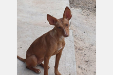 NICOL, Hund, Podenco-Mix in Spanien - Bild 7