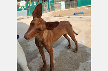 NICOL, Hund, Podenco-Mix in Spanien - Bild 8