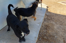 AKIRA, Hund, Mischlingshund in Spanien - Bild 10