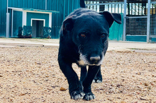 AKIRA, Hund, Mischlingshund in Spanien - Bild 11